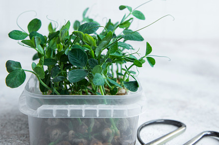 Micro greens. Sprouted peas Seeds., a Food & Drink Photo by Olena Rudo