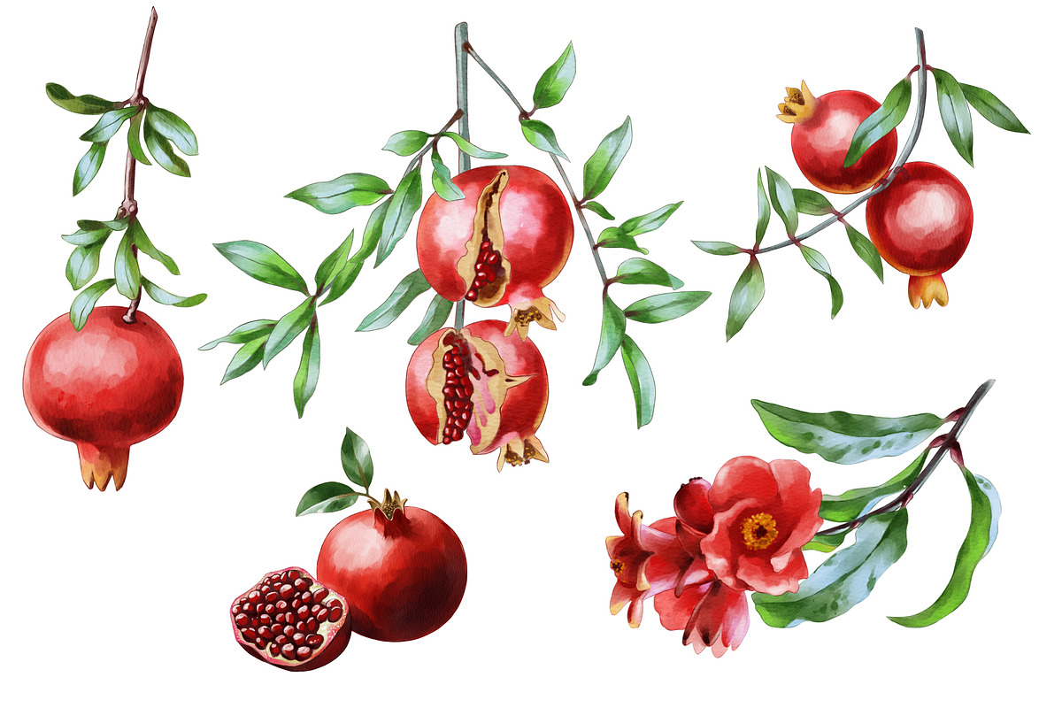 Pomegranate Watercolor Patterns, an Illustration by IrynaPanashii (Photo 2 of 12)