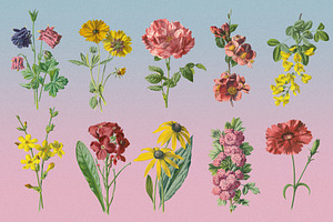 Atlas Of Flowers - Botanical Art Set