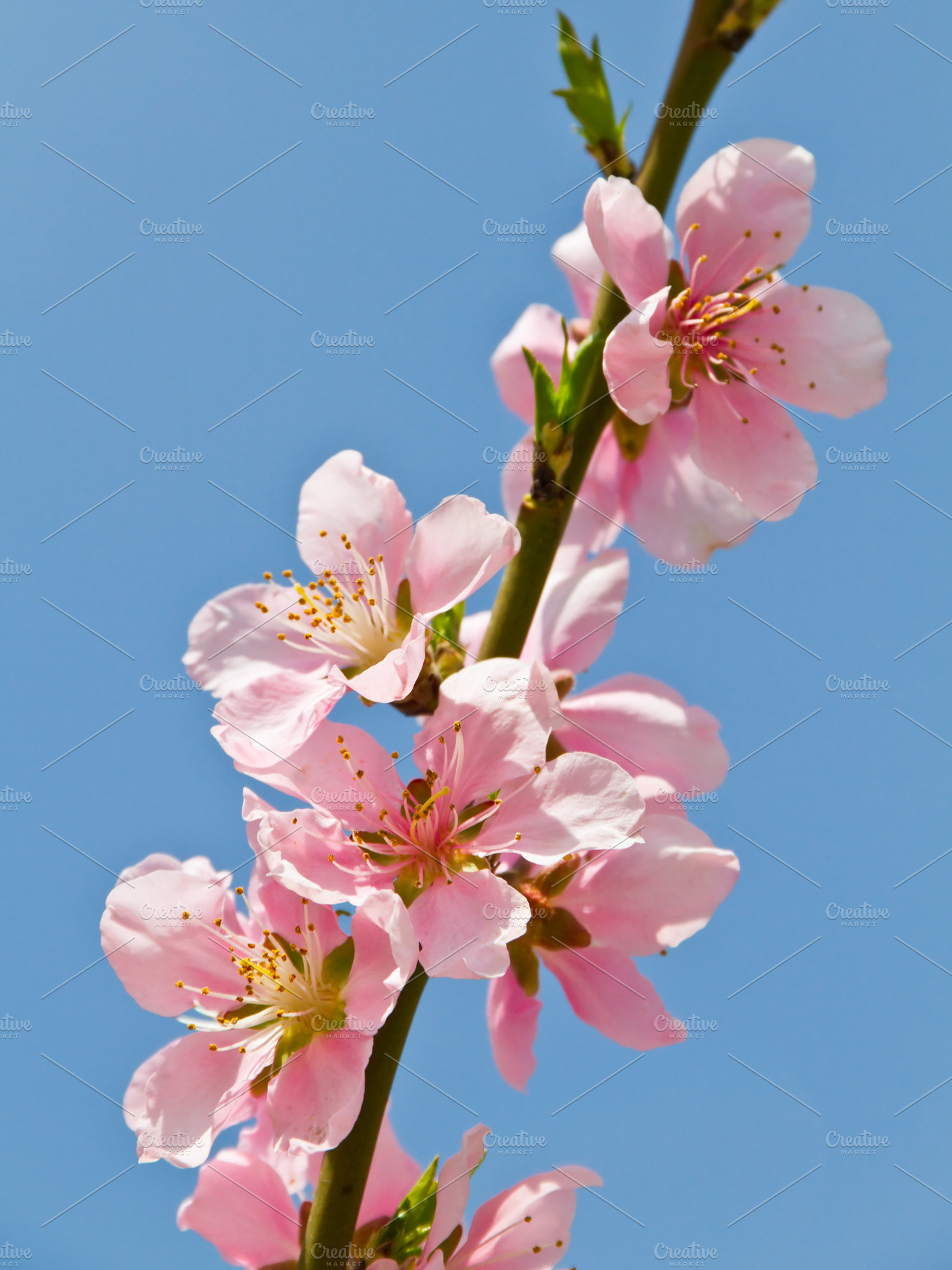 Blooming Branch Containing Blooming Tree And Spring