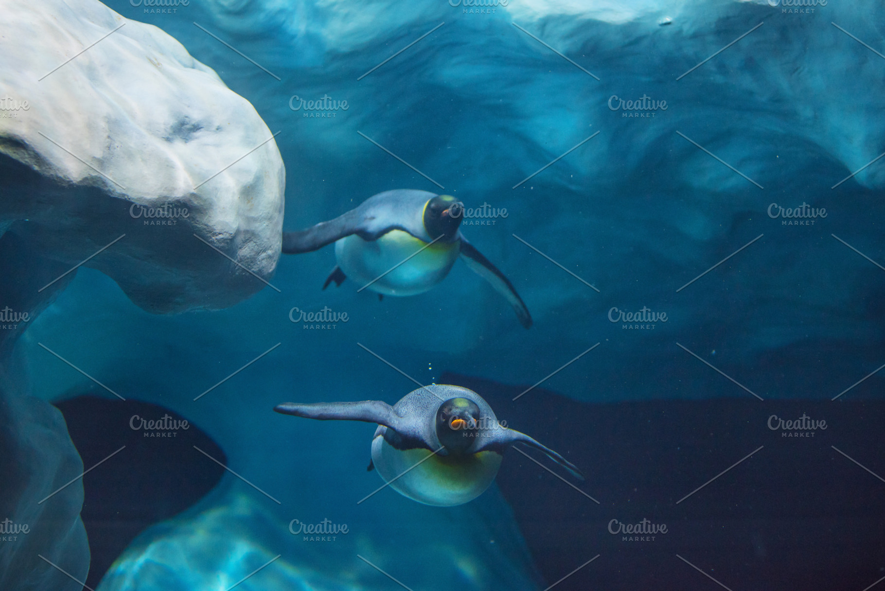Penguins swimming underwater, an Animal Photo by david.herraez.calzad