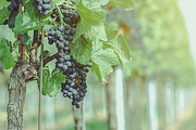 10 Stunning Matte Landscape Presets, a Preset Add-On by Timeless Presets (Thumbnail 11 of 13)