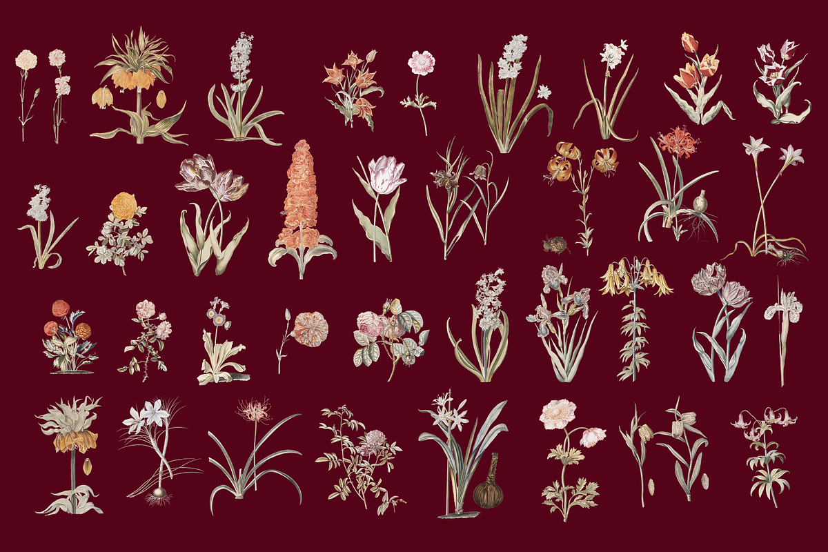Hortus Vintage Flowers Cliparts, a Decorative Illustration by Lilithcollageart (Photo 6 of 12)