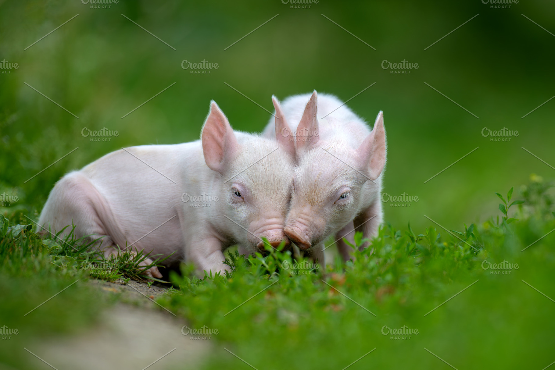 Two adorable pink piglets exploring a lush green grassy field, an Animal Photo by Byrdyak