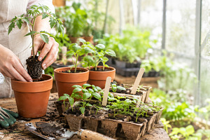Gardening activity inside greenhouse, a Photo by Dvoevnore photos