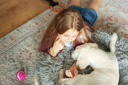 Little girl playing with a golden retriever puppy at home., a Person Photo by Olena Rudo
