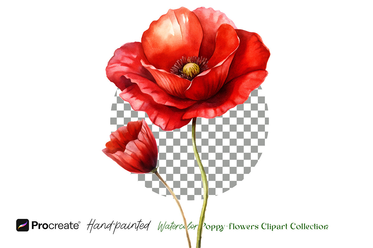 Watercolor Poppy Flowers Clipart, a Decorative Illustration by crafty (Photo 2 of 8)