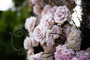 A Garden of Roses | Wedding, Events, a Nature Photo by Farewell (Thumbnail 41 of 41)