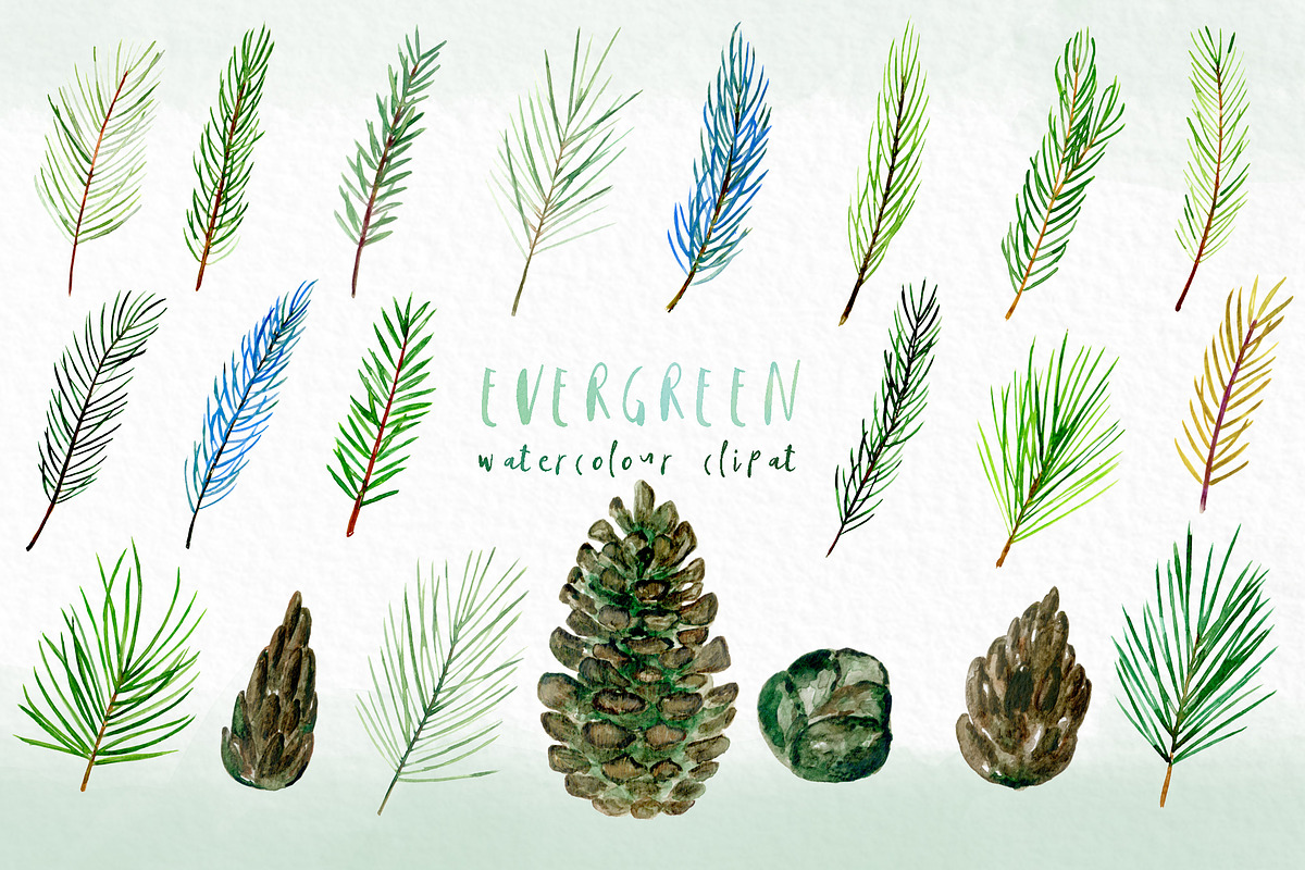 Pine. Watercolor clipart, an Illustration by LABFcreations (Photo 5 of 9)