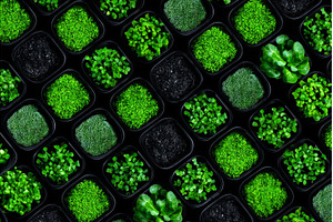 Looking down on a microgreen farm, a Food & Drink Photo by ZinetroN
