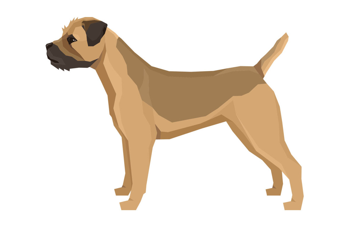 Dog breeds Border Terrier, an Object Graphic by Nenilkime (Photo 2 of 3)