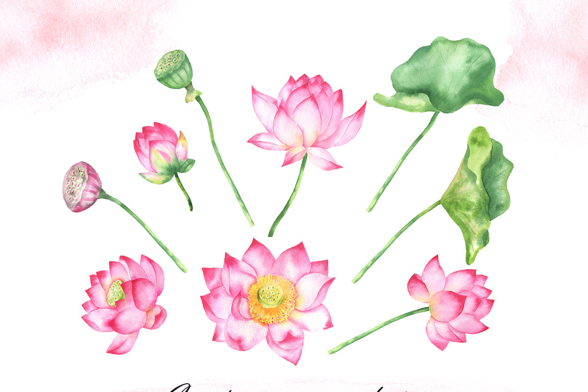 Watercolor lotus flower clipart, an Illustration by OlDm_Shop (Photo 9 of 10)