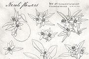 Flowers Neroli. Vector Botanical set, an Object Graphic by ON_lineart_store (Thumbnail 4 of 10)