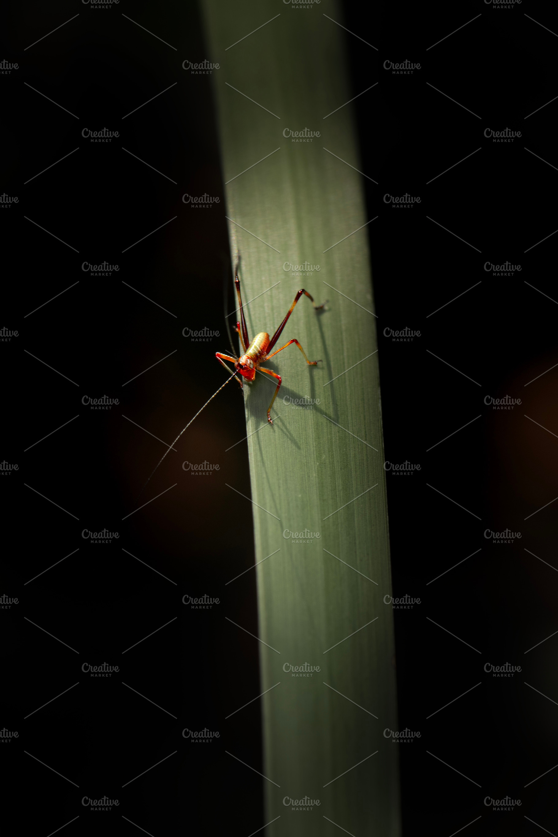 Gumleaf Katydid Nymph, an Animal Photo by Rob D Animal Photography