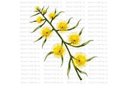 Australian Wildflower- Golden Wattle, a Decorative Illustration by Bloom Craft Creations (Thumbnail 2 of 10)