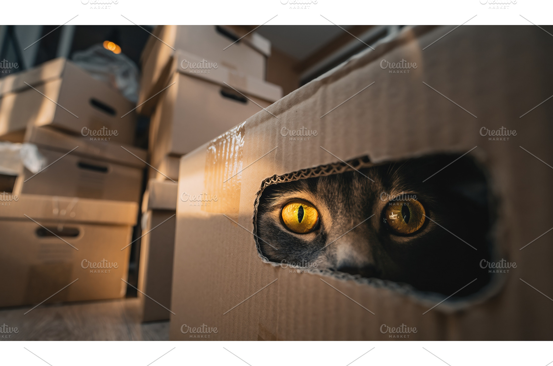 Close up of a cat with large bright, an Animal Photo by Igor Tichonow