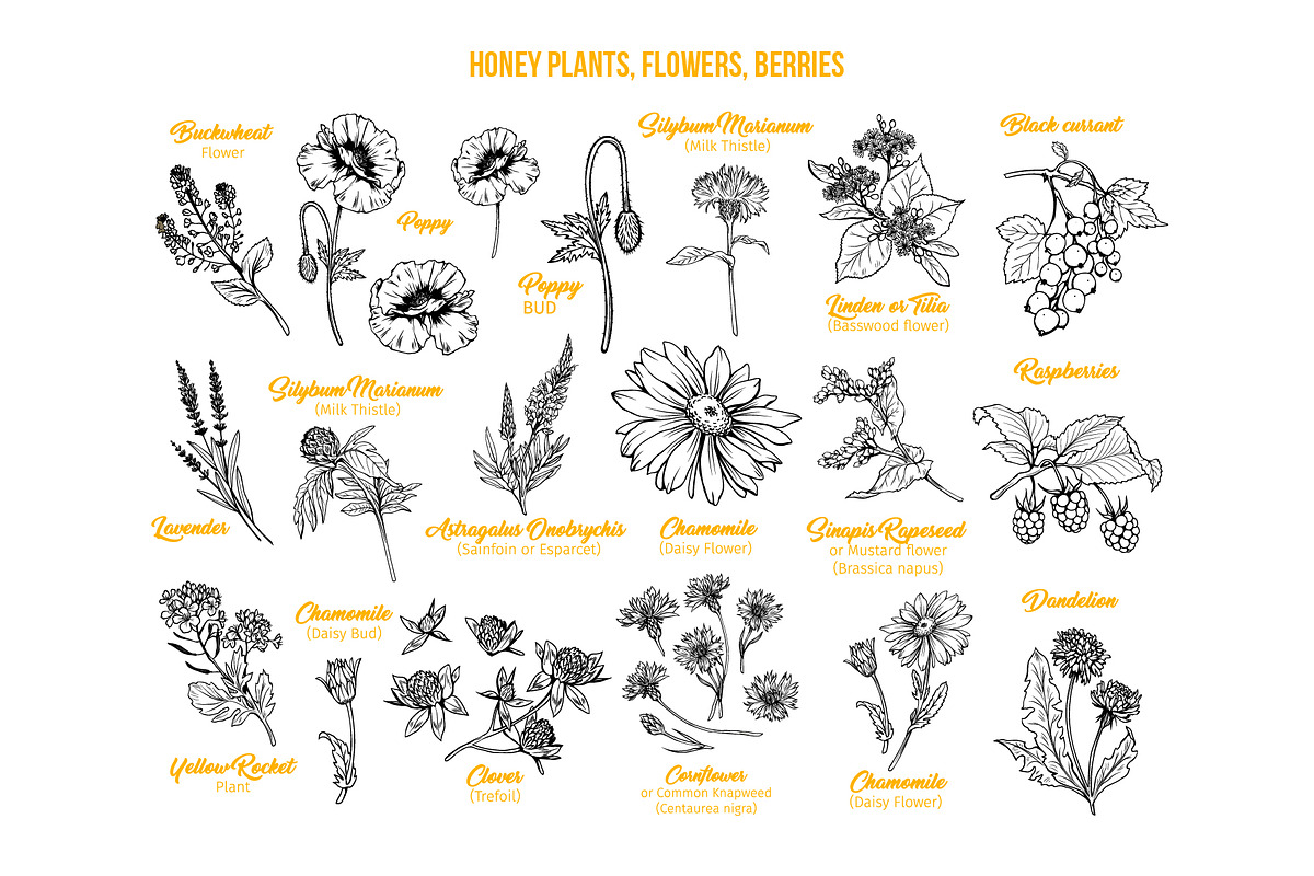 Honey Plants Engraving Collection, an Object Graphic by ilonitta (Photo 2 of 4)