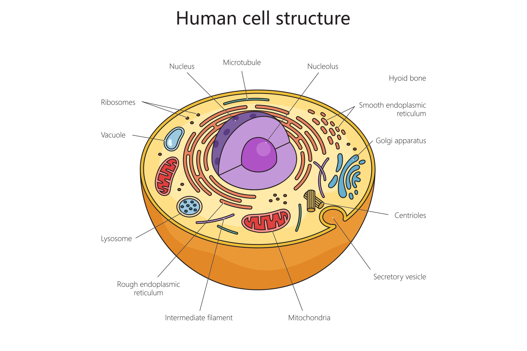 Human cell structure diagram medical, a Healthcare Illustration by AlexArt