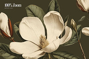 Magnolia - botanical illustrations, a Decorative Illustration by AI Crafted Magnolia (Thumbnail 3 of 11)