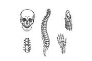Human Skeleton Structure, a Healthcare Illustration by Tettygreen (Thumbnail 3 of 3)