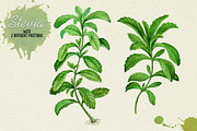 North American Herbs, a Food Illustration by Graphobia (Thumbnail 4 of 21)