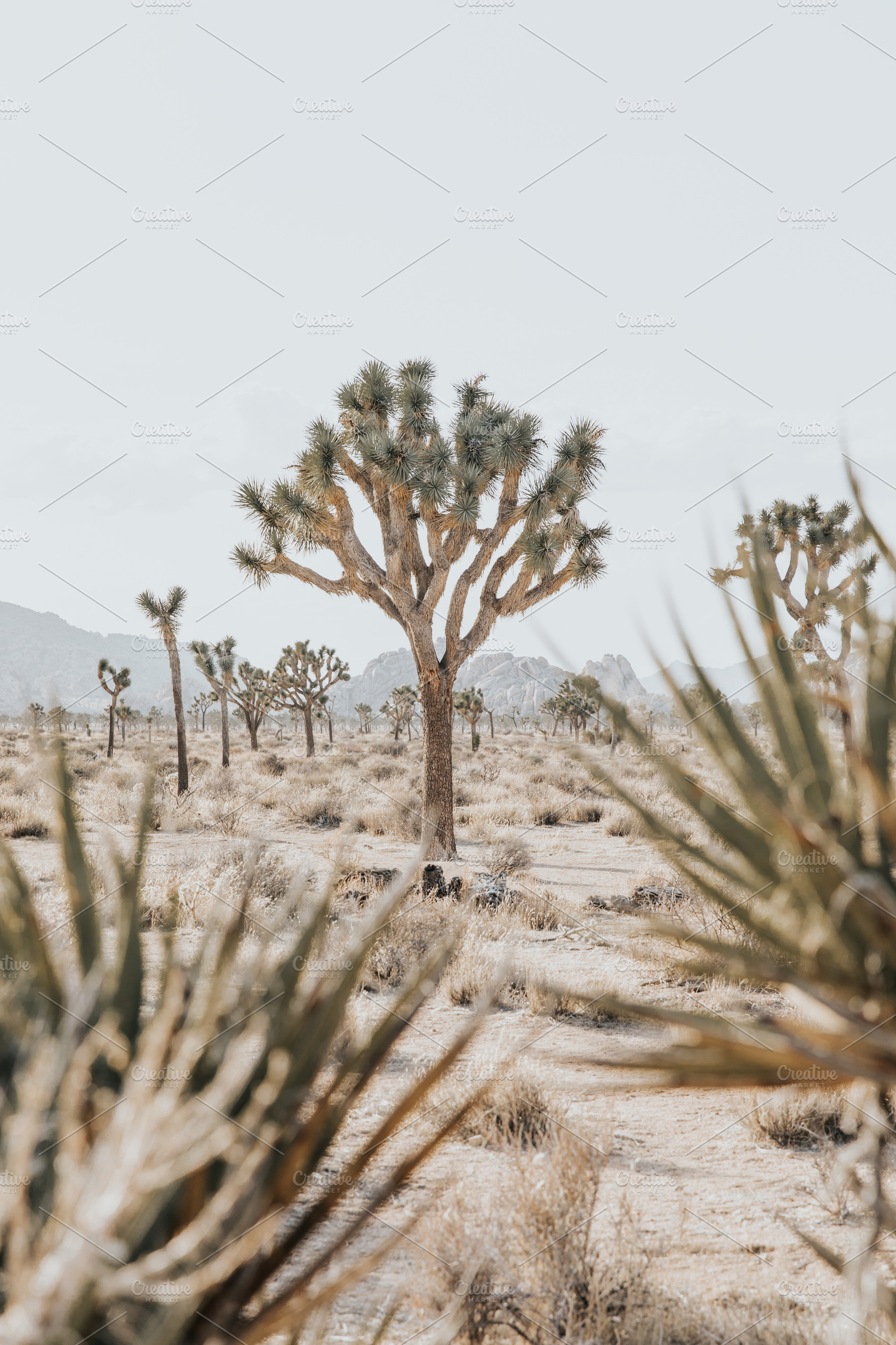 Joshua Tree landscape, a Nature Photo by remi + tori