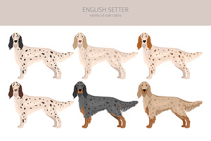 English Setter Clipart