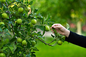 Hand reaches toward apples clustered, a Wallpaper Photo by Elena Vagengeim