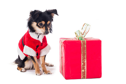 Cute dog dislike christmas gift containing christmas, dog, and pet, an Animal Photo by Carlos Die Banyuls