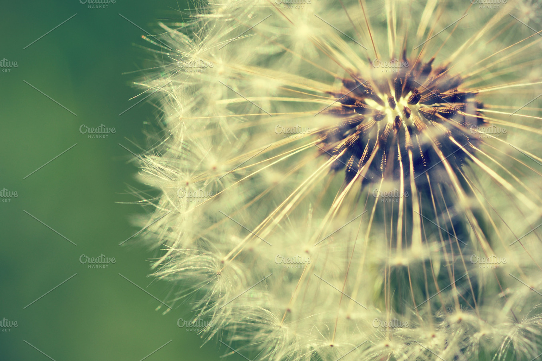 Dandelion stock photo containing dandelion and flower