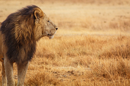 Male lion stock photograph
