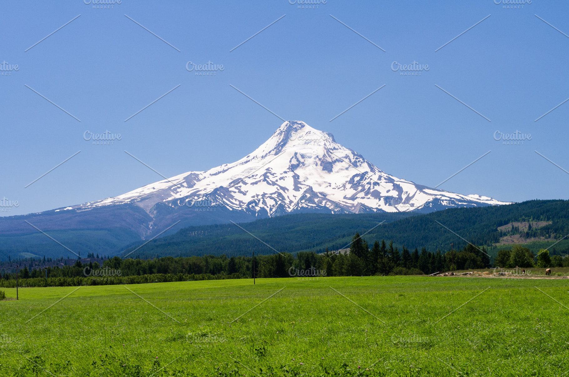 Mt Hood with pasture