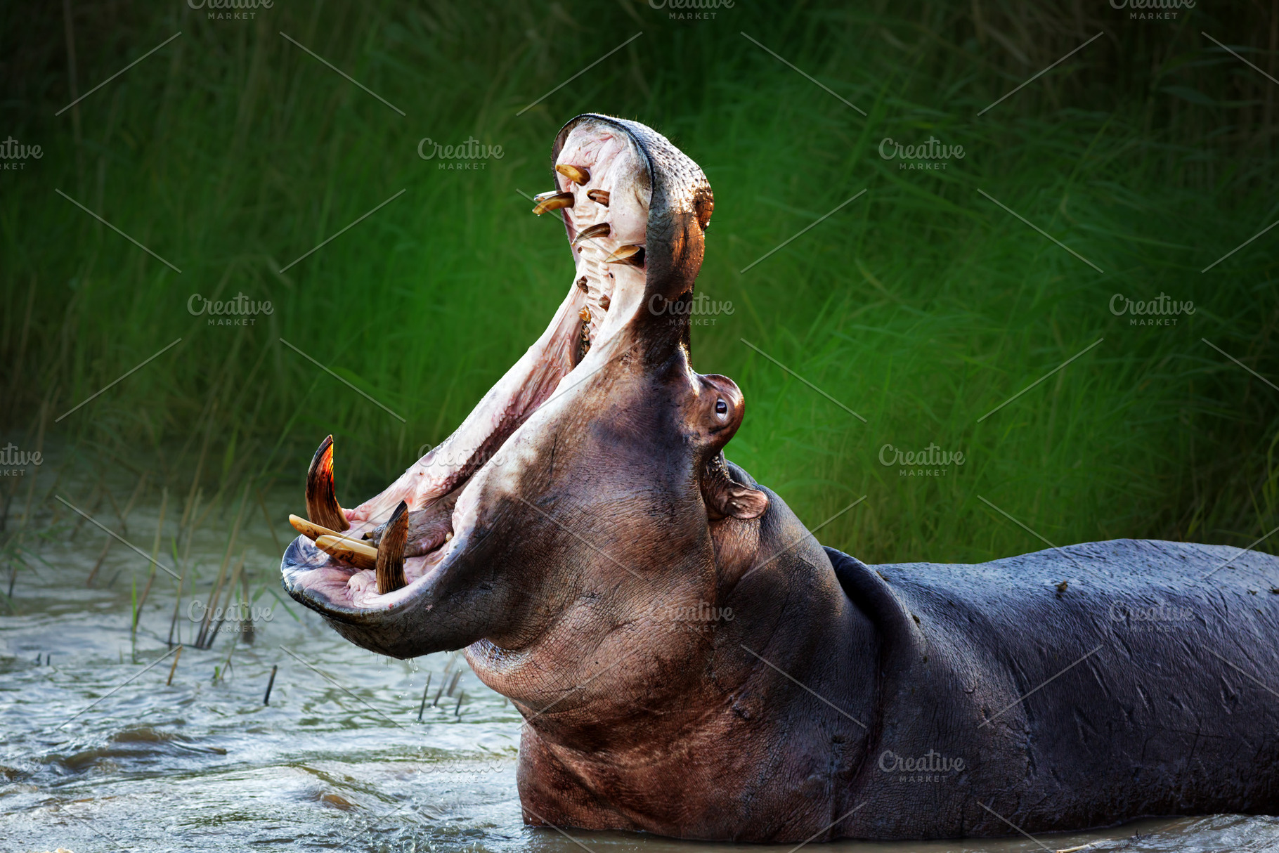 Hippopotamus dominace, an Animal Photo by Etienne & Yolandi Outram