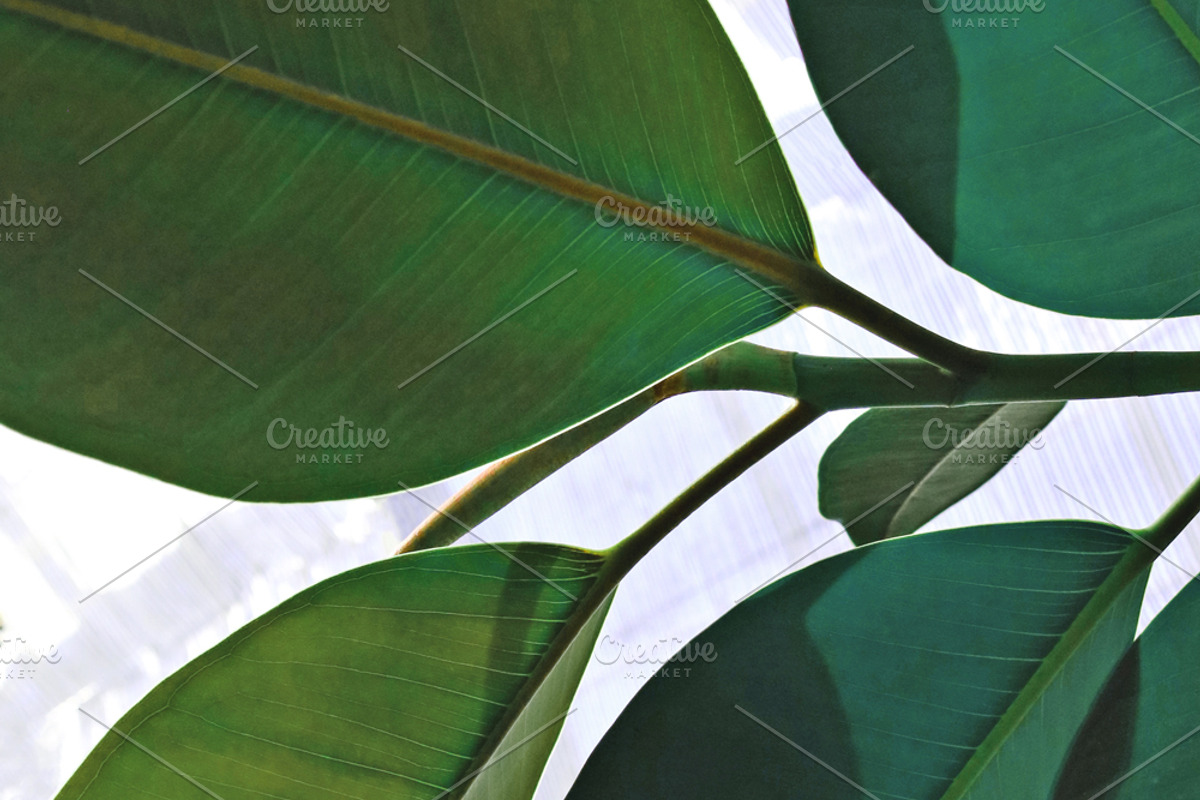 Tropic | Tropical Green Photo Bundle, a Nature Photo by MDSN Design (Photo 6 of 16)