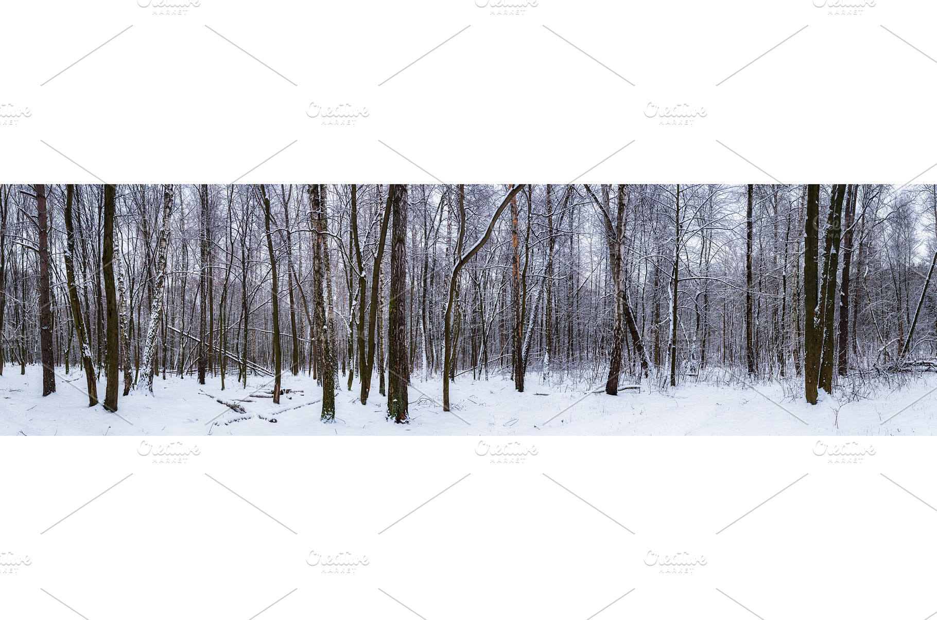 Winter forest panorama, a Nature Photo by Nature and travel