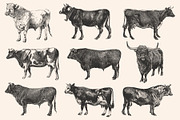 Cattle - Vintage Illustration Set, an Animal Illustration by Graphic Goods (Thumbnail 8 of 9)