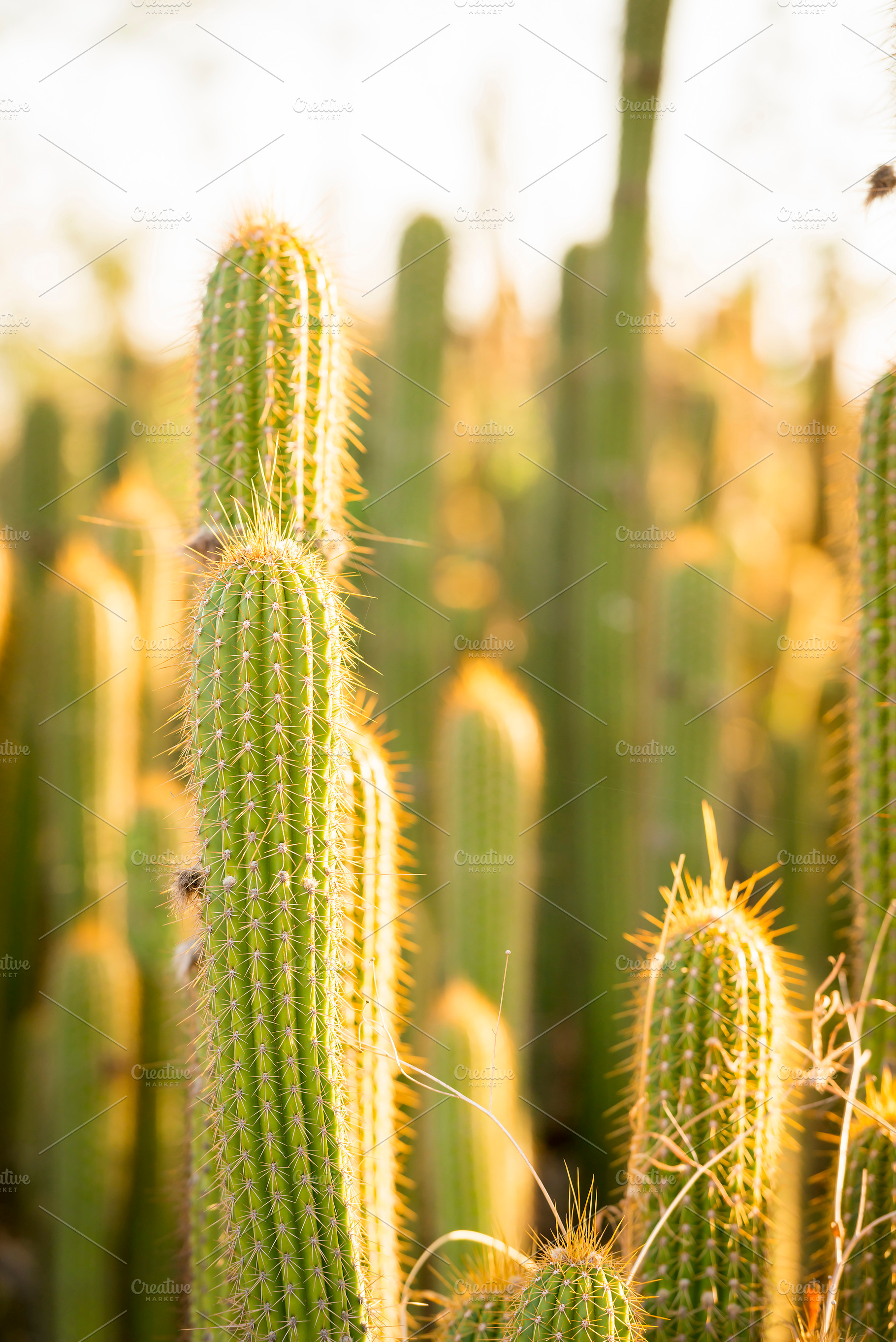 Cactus Plants, a Nature Photo by THP Creative
