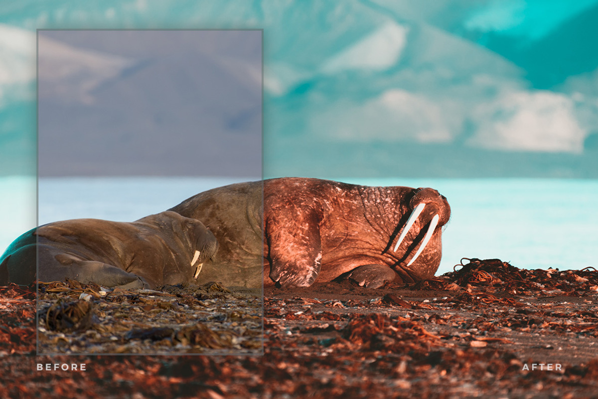 Artist Series – Lightroom Bundle 02, an Action Add-On by PhotoMarket (Photo 8 of 21)