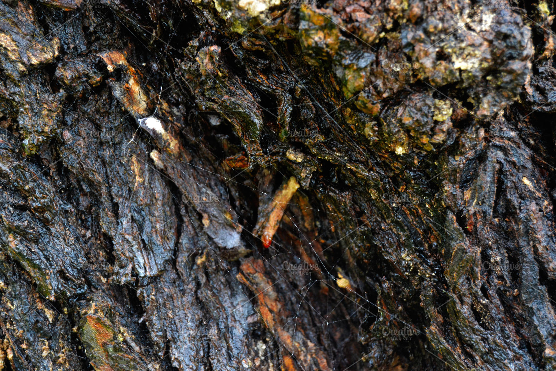 Close-up of tree bark texture with natural details environment, a Photo by AS photostudio