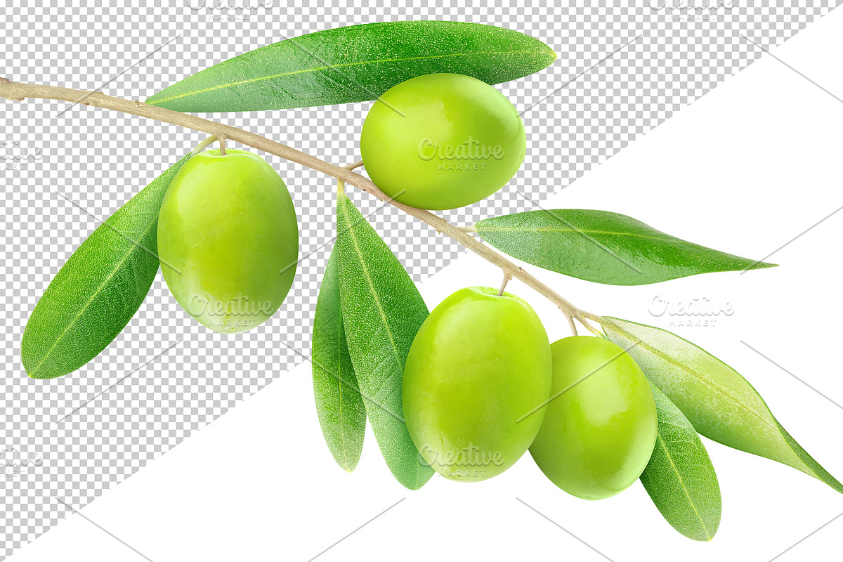 Tree branch with green olives, an Object Graphic by Fruits+Veggies