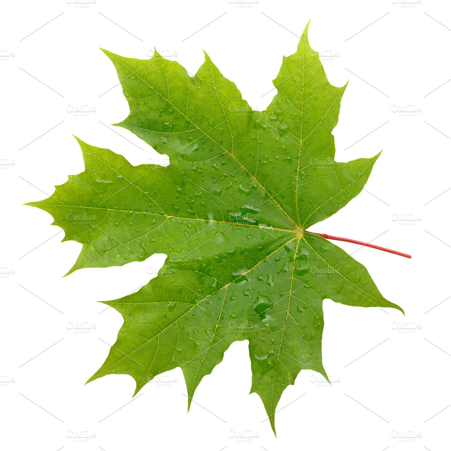 Maple Leaf With Water Drops