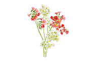 Vector object brushes. Primula., a Brush Add-On by Peolla (Thumbnail 13 of 17)