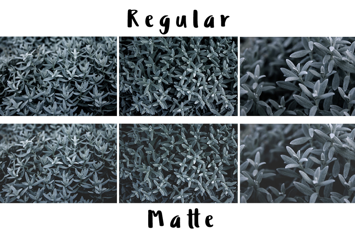 Silver Succulents Photo Pack, a Templates & Theme by c l a r a X Y (Photo 2 of 5)