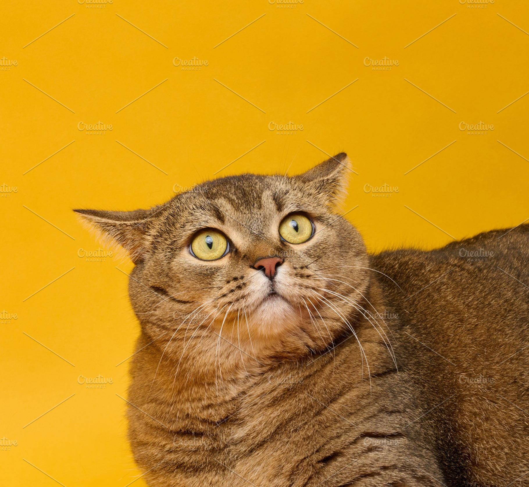 An adult gray straight-eared cat on a yellow background with a f, an Animal Photo by ndanko