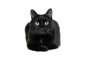 Black cat is isolated on white stock photo containing cat and black