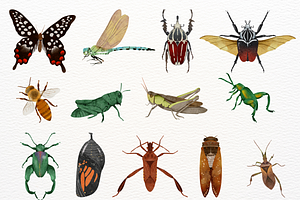 Watercolor Insects Clipart Set