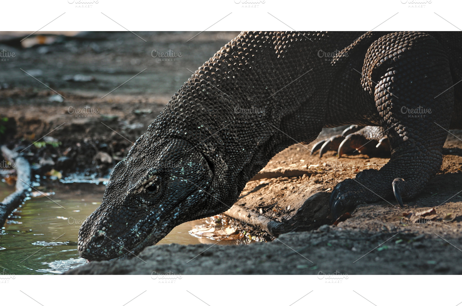 Komodo dragon drinking water in, an Animal Photo by Goinyk