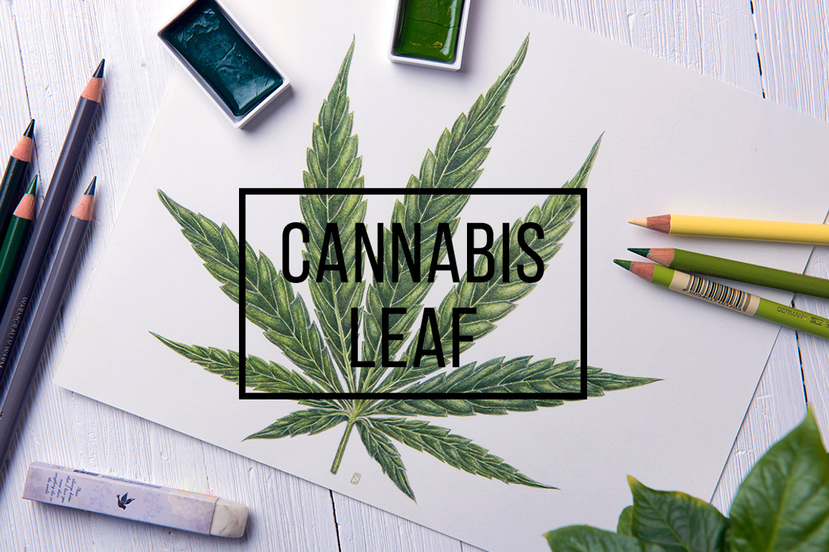 Botanical hand drawing - sativa leaf, a Healthcare Illustration by separisa (Photo 1 of 6)