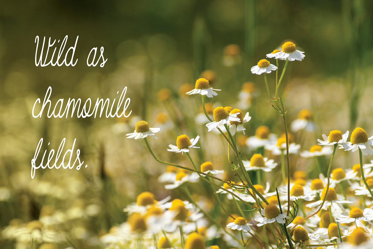 Matricaria Chamomilla Script, a Script Font by Jelena Sardi (Photo 4 of 6)