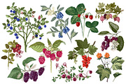 Natural food BUNDLE, a Food Illustration by handsketched (Thumbnail 5 of 26)
